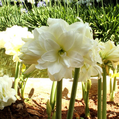 Learn more about Amaryllis: The Garden’s Gift