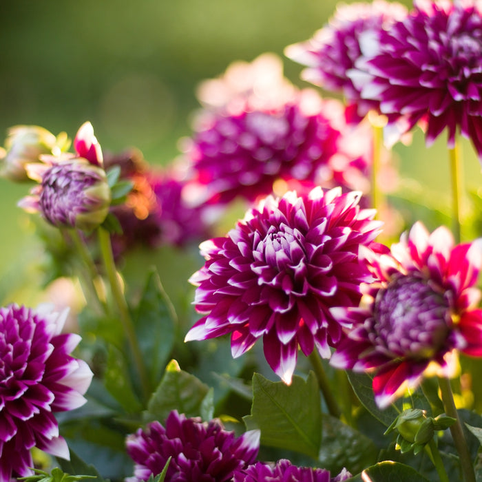 Growing Guide: Dahlia Do’s and Don’ts