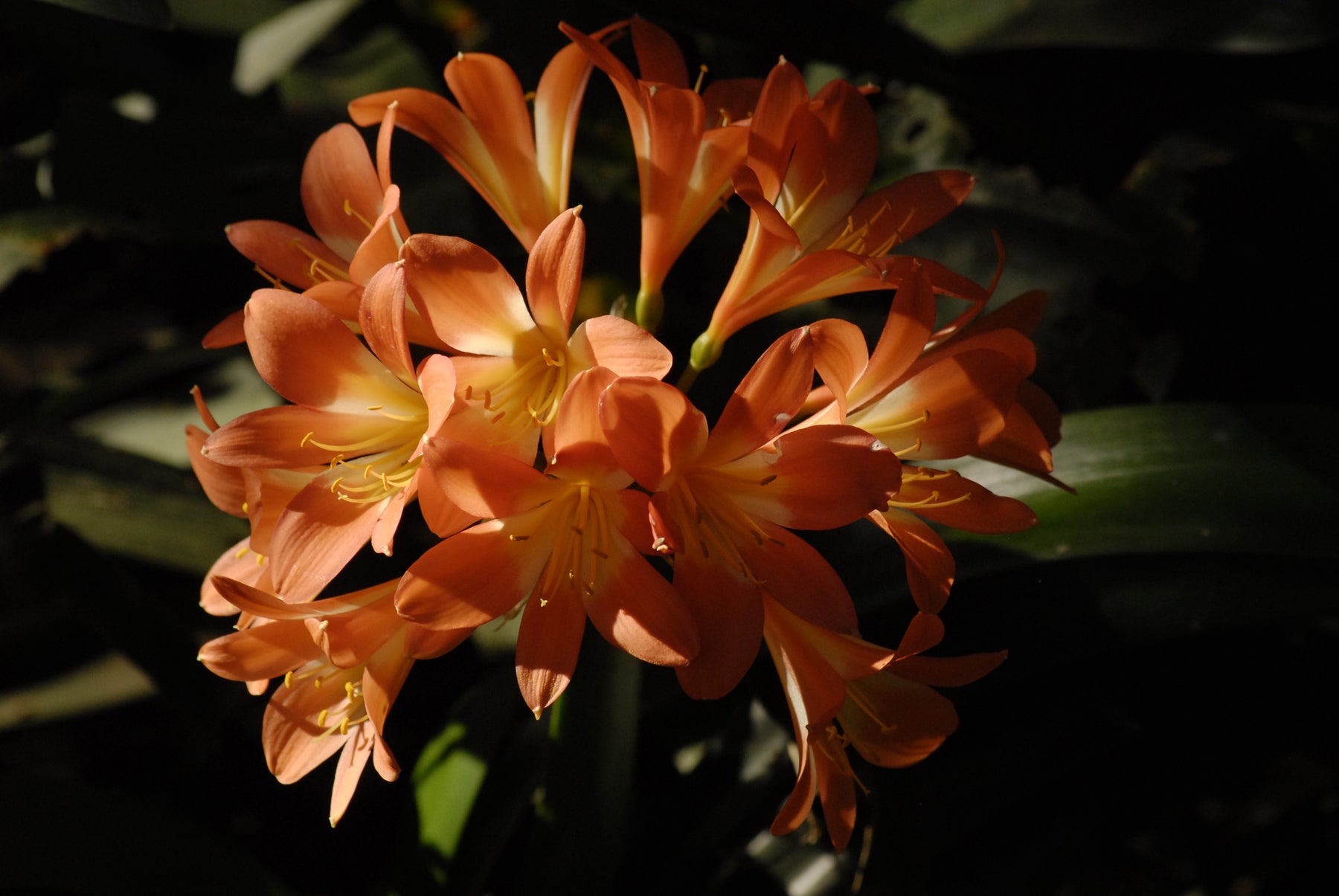 Growing Clivias in South Africa