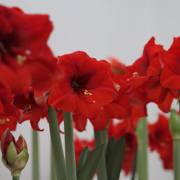 Cultivating Beautiful Amaryllis Flowers with Ease