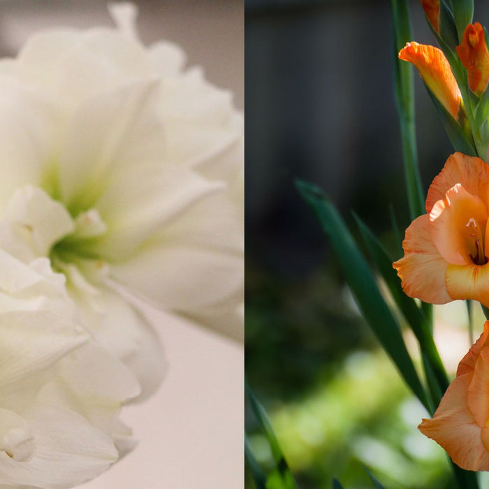 Summer Beauty: Amaryllis and Gladiolus