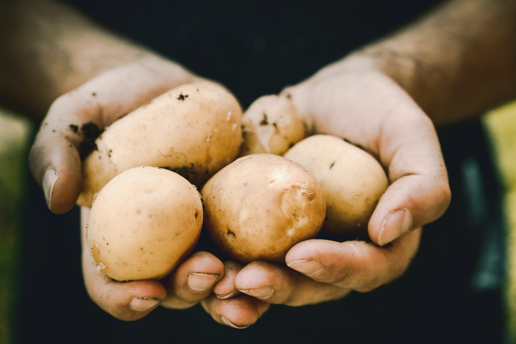 How to Grow Perfect Potatoes: A Spud-tacular Journey!