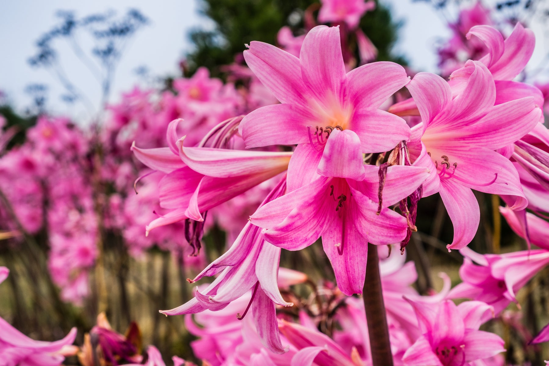 How to grow and care for Amaryllis belladonna