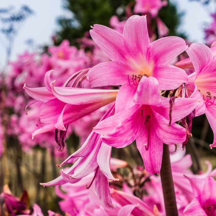 How to grow and care for Amaryllis belladonna