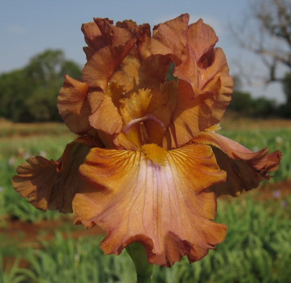 Bearded Iris - Boss Tweed - 2 plants p-pack