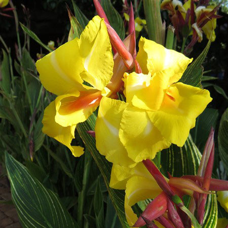 Canna Lily - King of Siam - 2 bulbs p-pack
