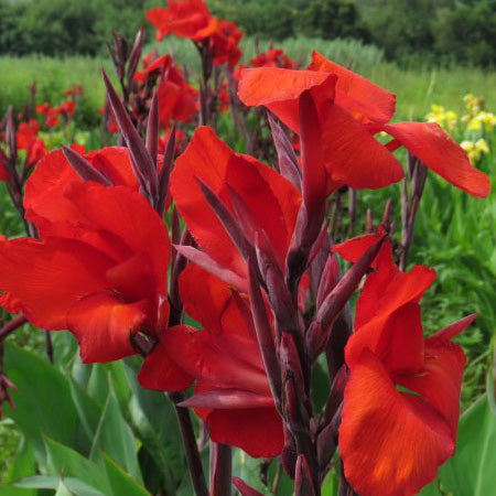 Canna Lily - Red - 3 bulbs p-pack