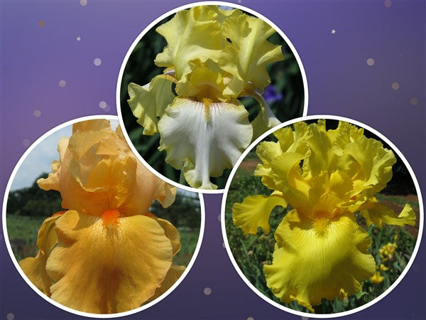 Bearded Iris - Combo #36 - 3 plants p-pack (3 varieties)