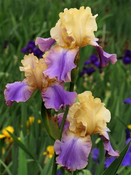 Bearded Iris - Jaypark