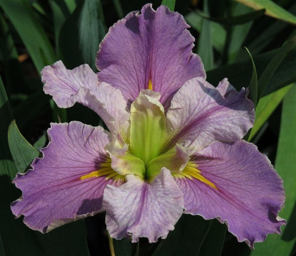 Louisiana Iris - Lavender Ruffles - 2 plants p-pack
