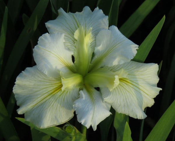 Louisiana Iris - Rachel's Request - 2 plants p-pack