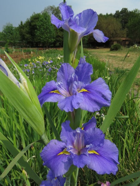 Louisiana Iris - C'est Chic - 2 plants p-pack