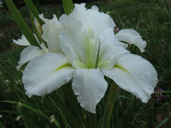 Louisiana Iris - Dural White Butterfly - 1 plant p-pack