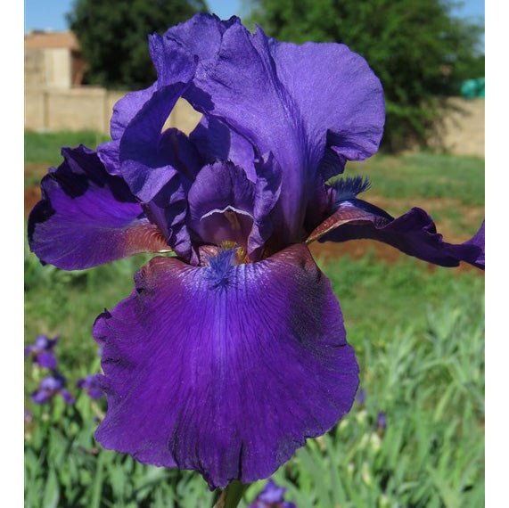 Bearded Iris - Midnight Bash - 2 plants p-pack