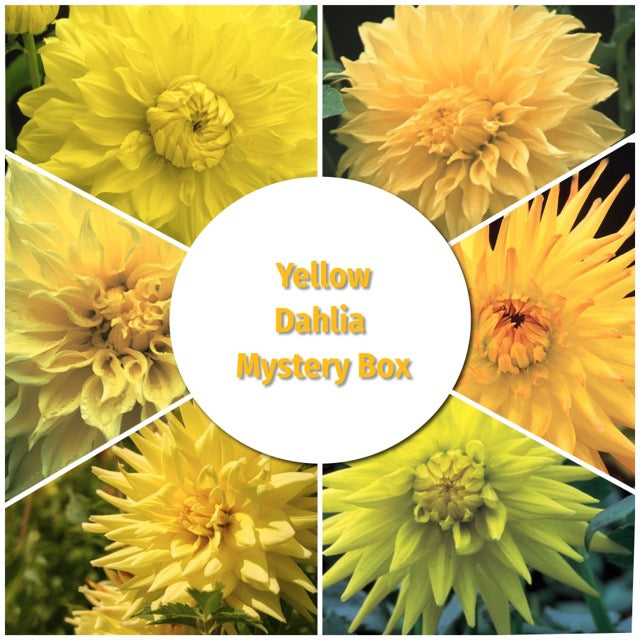 Locally Grown Dahlia Mystery Box - Yellow