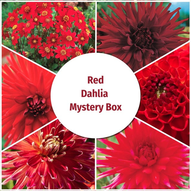 Locally Grown Dahlia Mystery Box - Red