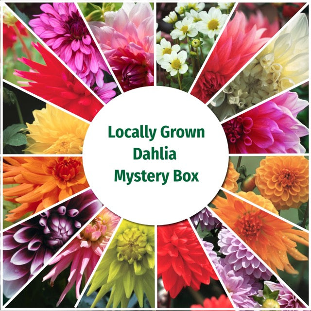 Locally Grown Dahlia Mystery Box