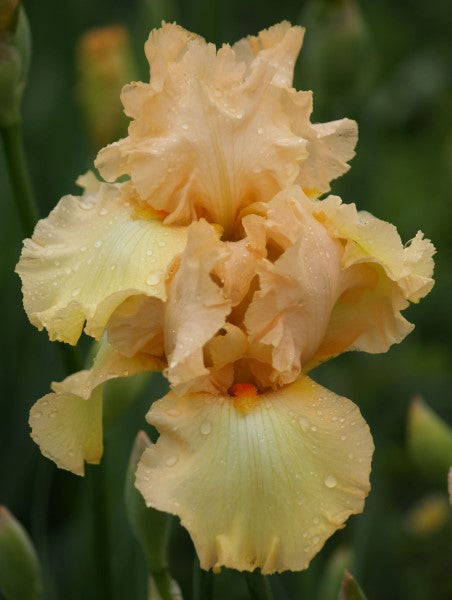 Bearded Iris - Words & Music - 2 plants p-pack