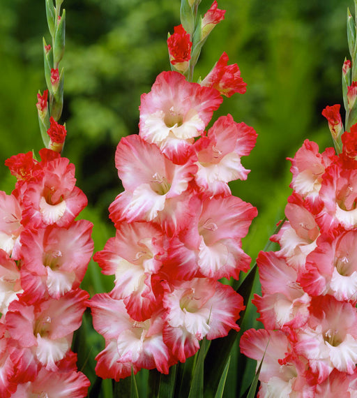 Gladiolus-Pink-Lady-1.jpg