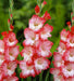 Gladiolus-Pink-Lady-1.jpg