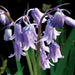 Hyacinthoides_hispanicus-(commons.wikimedia.org)-RGB