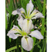 Louisiana-Iris---Classic-White