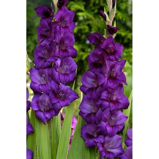 Purple-Flora-4-700x700-1