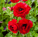 Ranunculus-Red_C0N6522.png