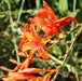 Red "Giant Montbretia" flowers (or Swan Crocosmia, Montbretia Bu