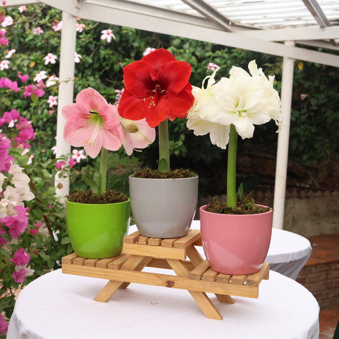 three potted amaryllis on the patio 
