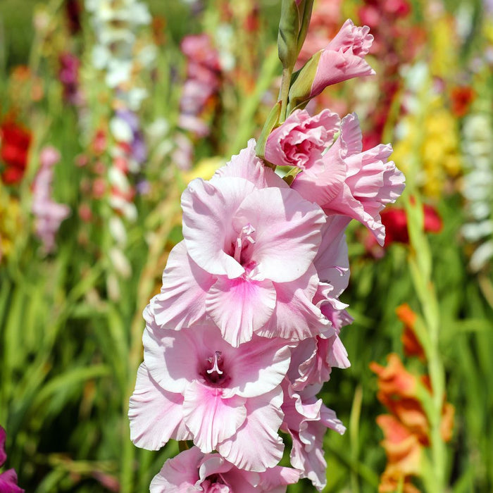 Gladiolus