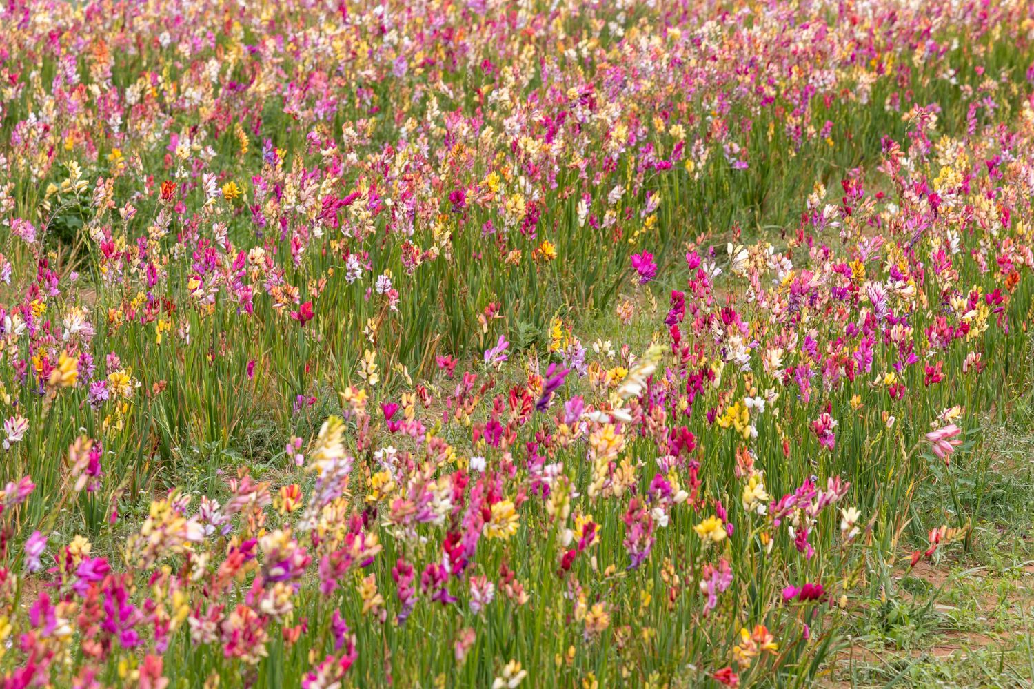 Ixia flowers in bloom