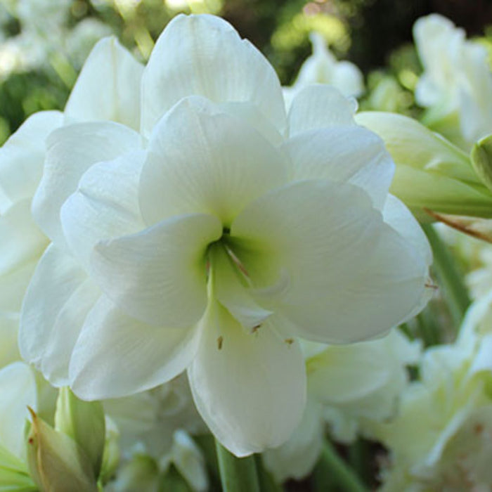 Amaryllis