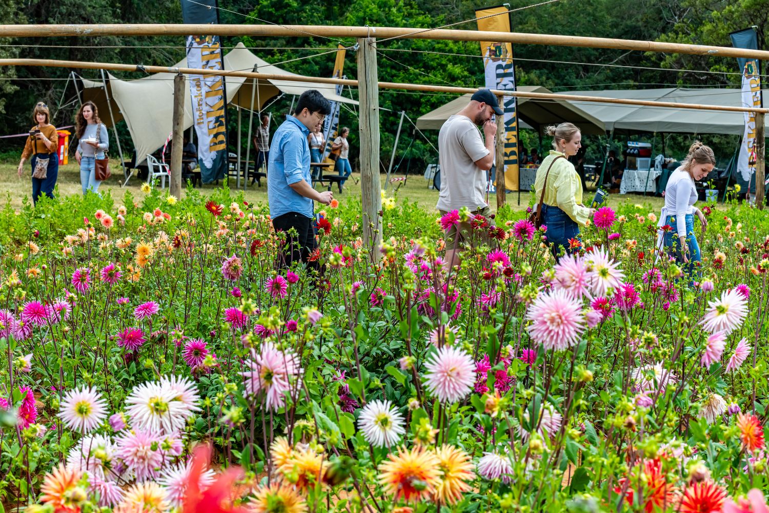 Dahlia Festival