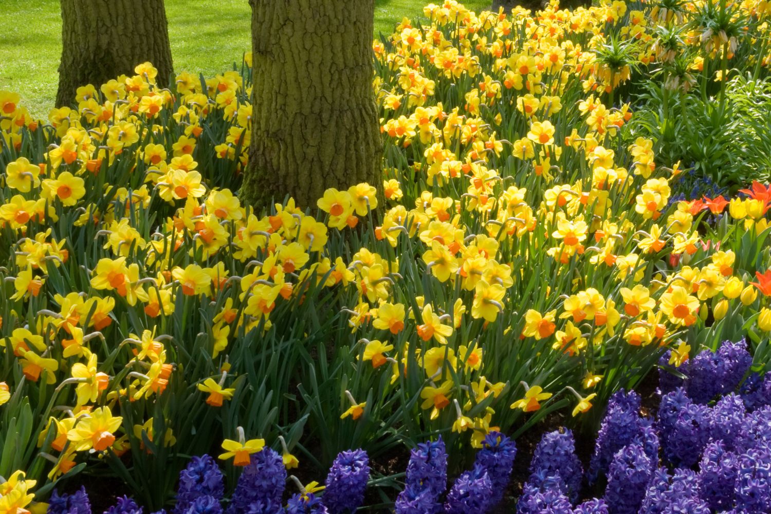 winter bulbs