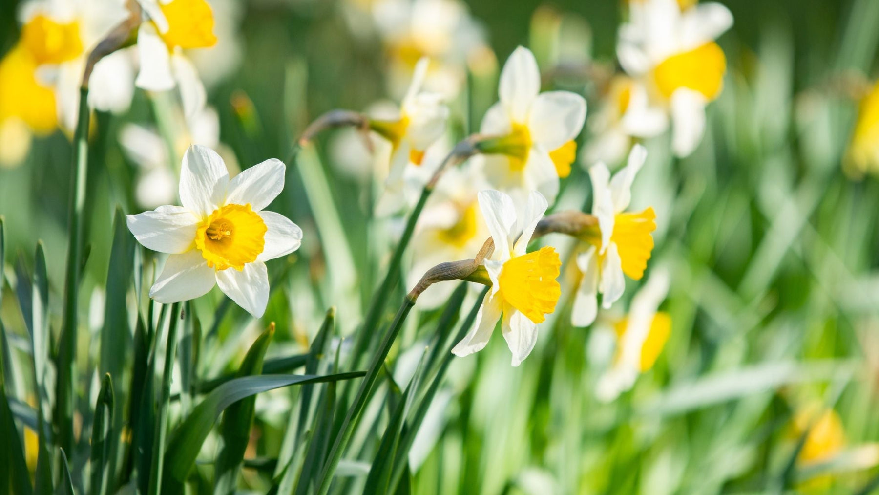 Growing daffodils in South Africa