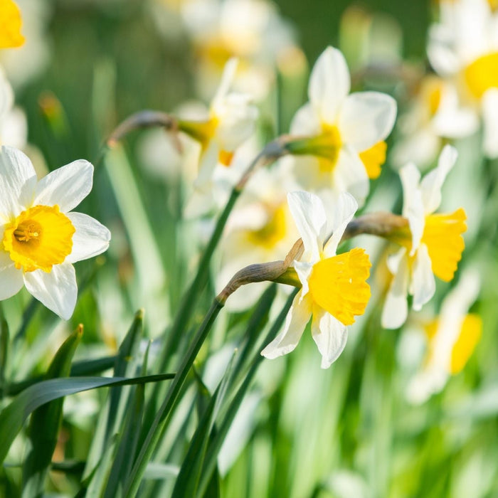 Growing daffodils in South Africa