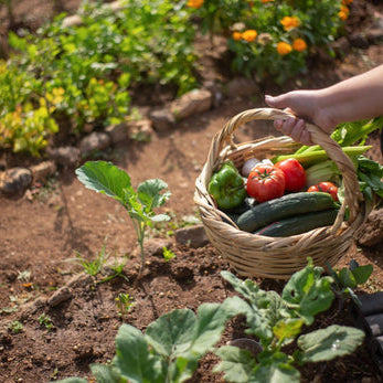 summer vegetable garden