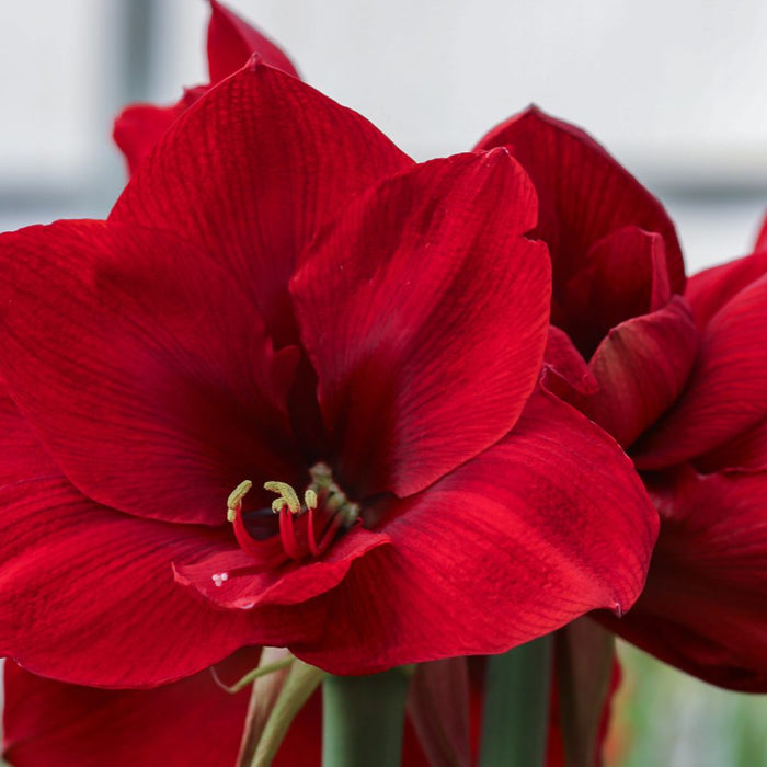 The Differences between Amaryllis and Hippeastrum (amaryllis)