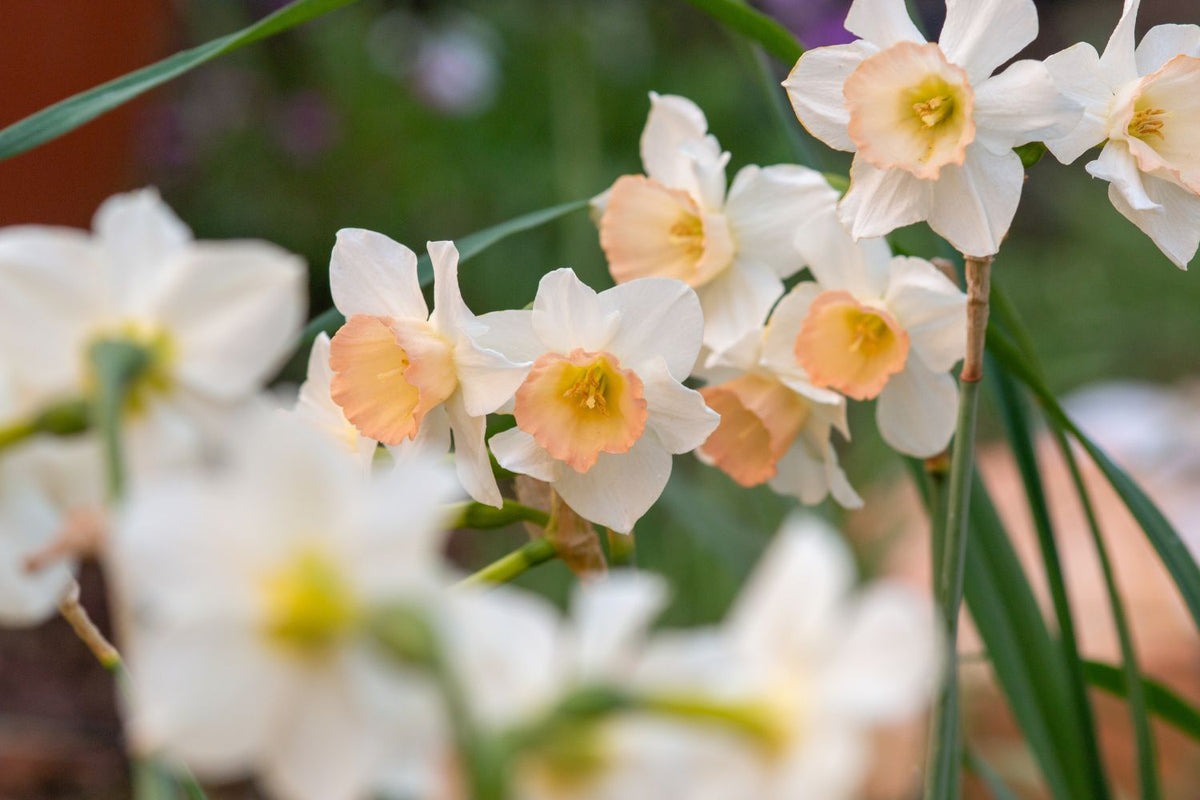 June Garden Guide: Winter in Bloom — Hadeco.co.za