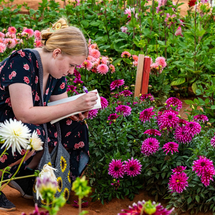 Woman sketching at Dahlia Festival
