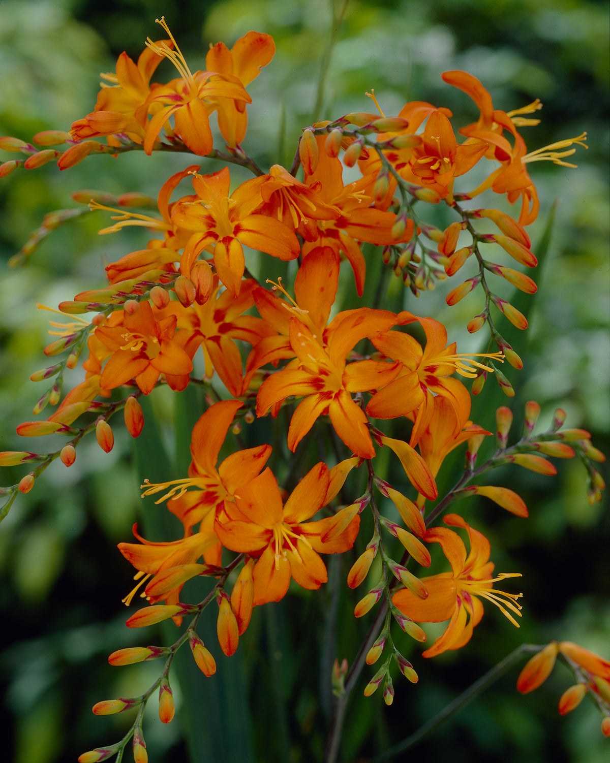 Spring Planting Beautiful Bulbs in South Africa — Hadeco.co.za