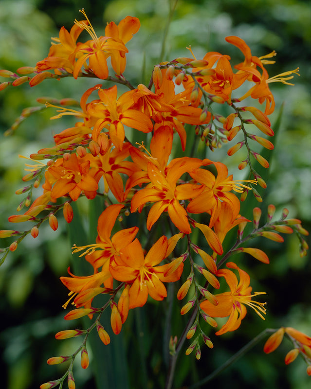 67139_Crocosmia_Jupiter_800x80