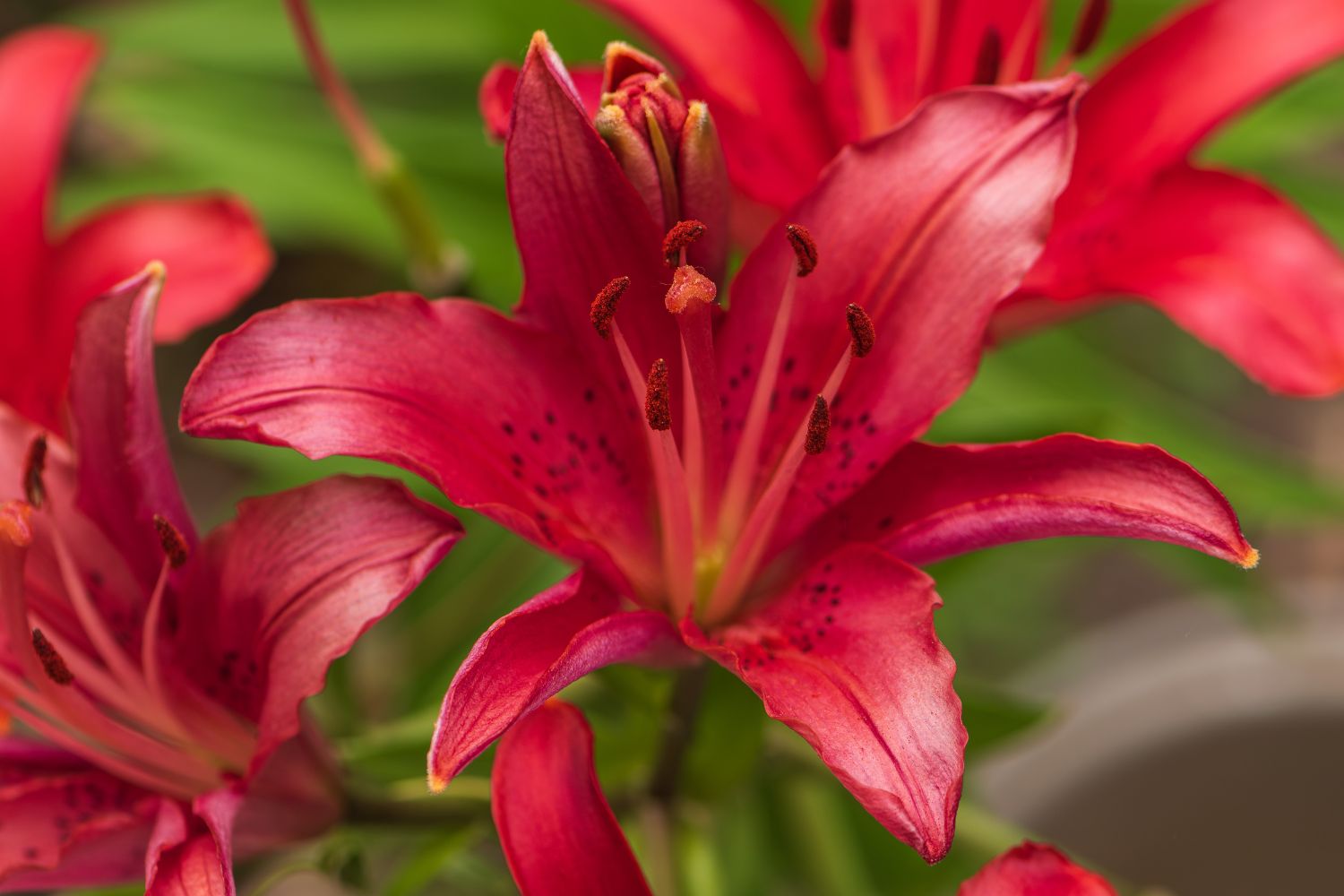 Rooted in June with lily planting