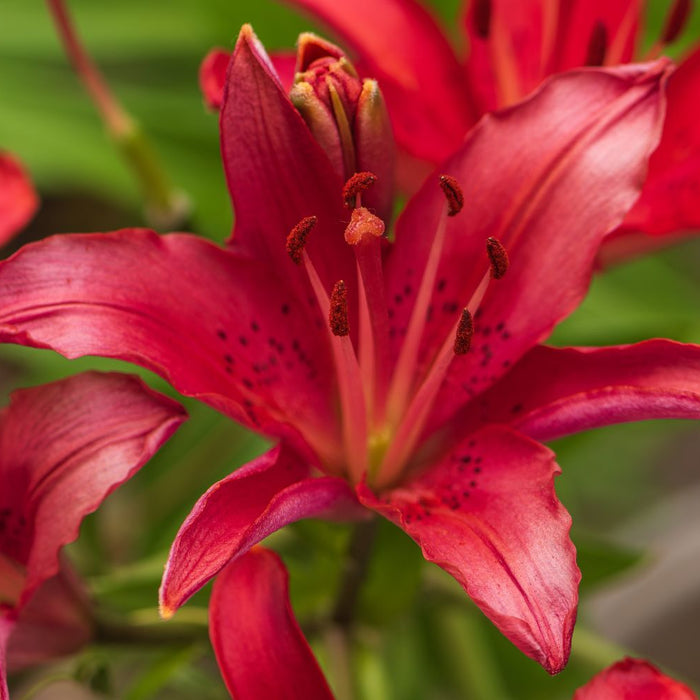 Rooted in June with lily planting