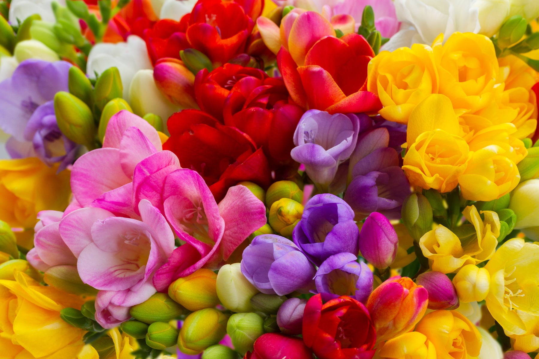 Freesia: A Symphony of Sights and Scents