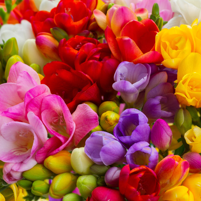 Freesia: A Symphony of Sights and Scents