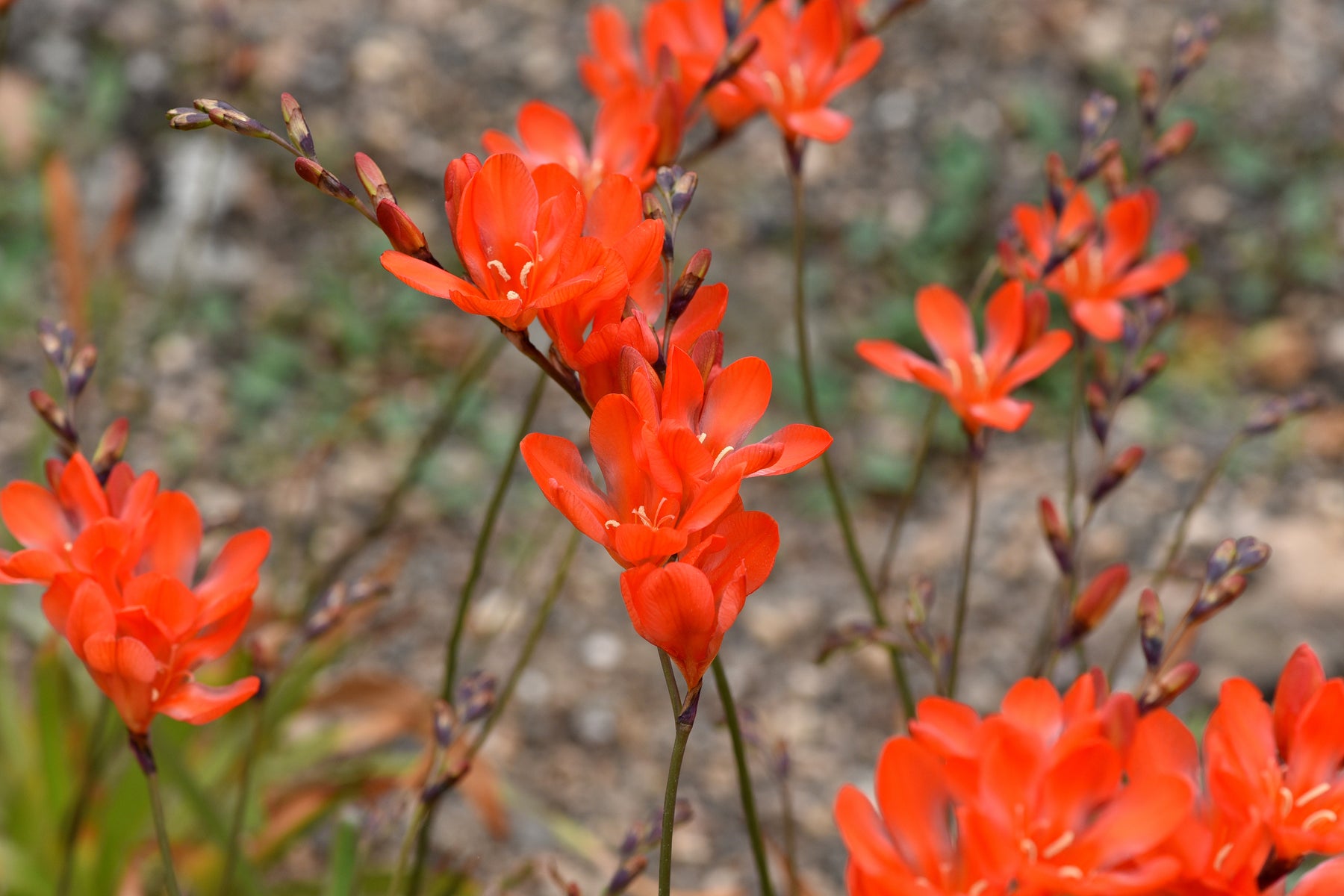 May Garden Checklist