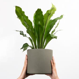 How to care for your Bird's Nest fern