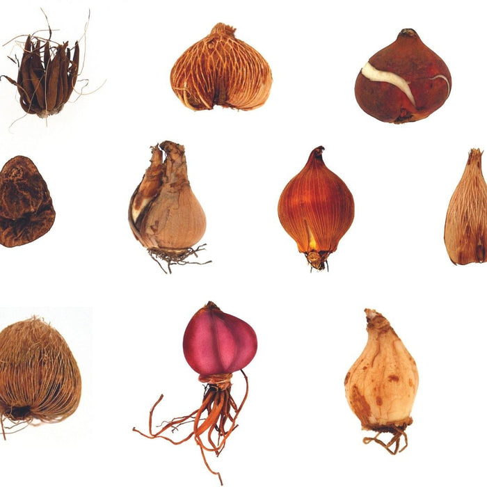 The Life and Times of Winter Bulbs